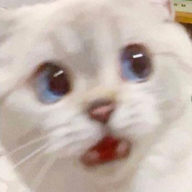 SkidderGato