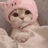 Cattoo