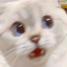 SkidderGato