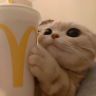paydog